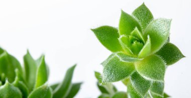 Echeviera yeşil yaprakları doku arka plan makro yeşil bahçe tesisi yakın çekim