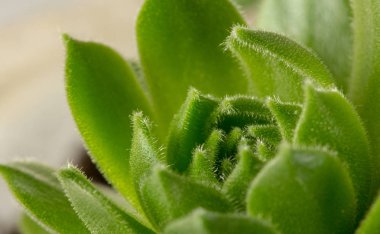 Echeviera yeşil yaprakları doku arka plan makro yeşil bahçe tesisi yakın çekim