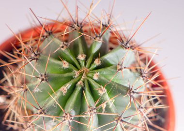 Kaktüs beyaz bir arka plan üzerinde kırmızı bir tencerede yakın