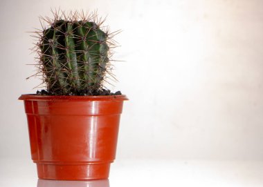 Kaktüs beyaz bir arka plan üzerinde kırmızı bir tencerede yakın