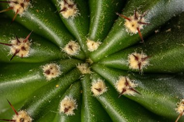 Küçük iğneli yeşil kaktüs, doku. Kavram tazeliği arka plan