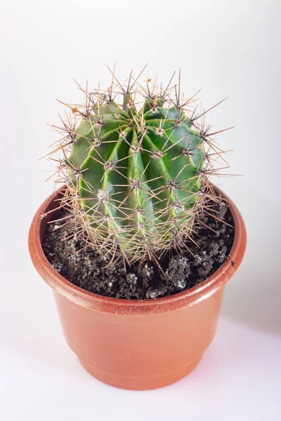 Cactus Una Olla Roja Sobre Fondo Blanco Cerca —  Fotos de Stock