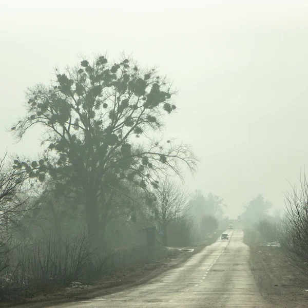 Morning Country Road Early Spring Small Haze Horizon — Stock Photo, Image