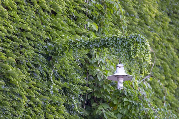 生い茂った緑のブドウの背景の壁に通りの古いランタン — ストック写真