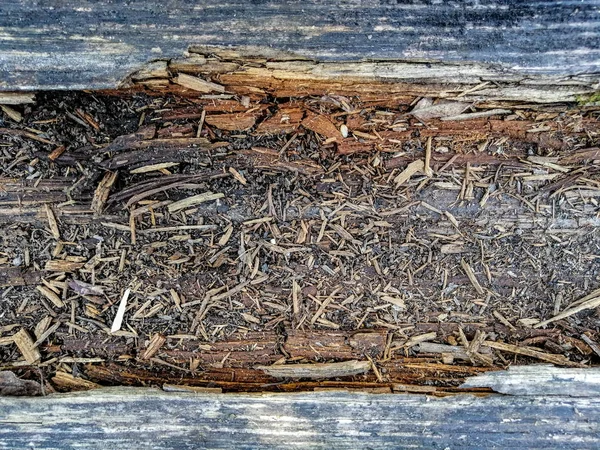 Gamla väderbitna trä plankor täckt med grön mossa — Stockfoto