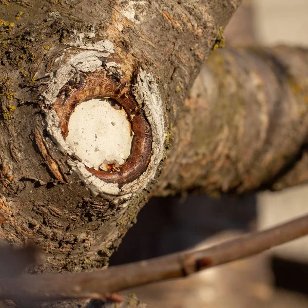 Il processo di guarigione di una ferita su un albero da frutto — Foto Stock