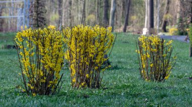 Bahar bahçesinde açan büyük çiçeklenme forsythia çalı