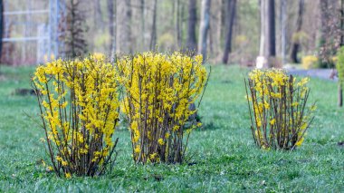 Bahar bahçesinde açan büyük çiçeklenme forsythia çalı
