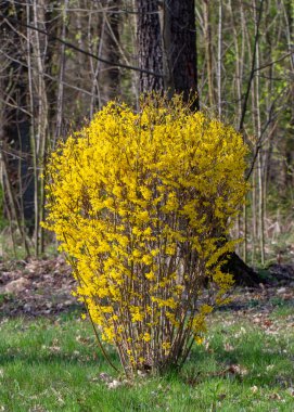 Bahar bahçesinde açan büyük çiçeklenme forsythia çalı