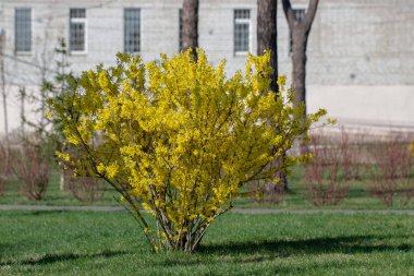 Bahar bahçesinde açan büyük çiçeklenme forsythia çalı