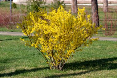 Bahar bahçesinde açan büyük çiçeklenme forsythia çalı