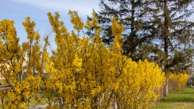 Bahar bahçesinde açan büyük çiçeklenme forsythia çalı
