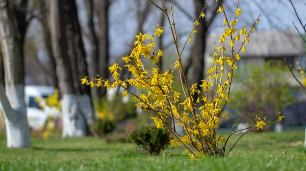 Большой цветущий куст Форсайтии, цветущий в весеннем саду — стоковое фото