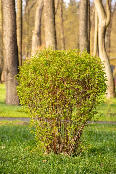 Große blühende Forsythie blüht im Frühlingsgarten — Stockfoto