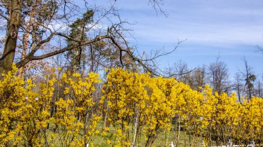 Bahar bahçesinde açan büyük çiçeklenme forsythia çalı