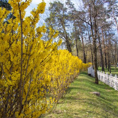 Bahar bahçesinde açan büyük çiçeklenme forsythia çalı