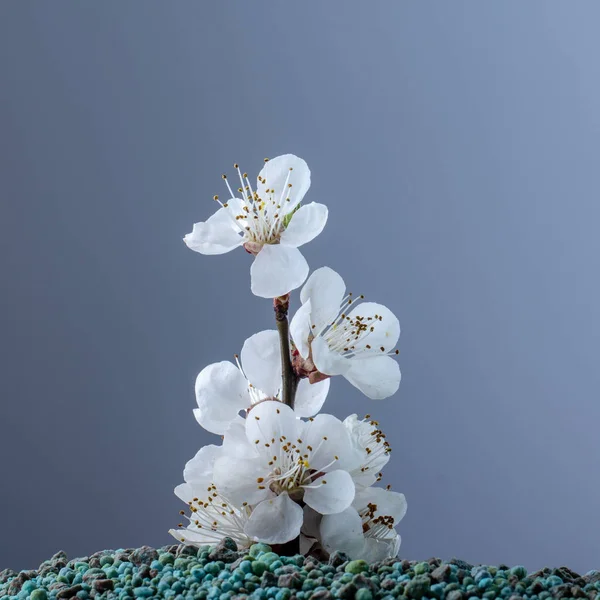 Mineral gübrelerden yetişen çiçek. Konsept Yakın Çekim — Stok fotoğraf