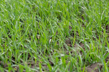 Tarlada yetişen küçük buğday fideleri. Kapat.