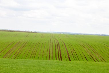 Tarlada yetişen küçük buğday fideleri. Bulutlu gökyüzü