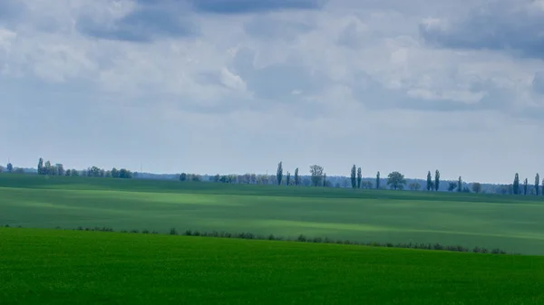 Саджанці молодої пшениці ростуть у полі. Хмарне небо — стокове фото