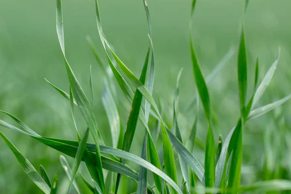 Young wheat seedlings growing in a field. Close up — 스톡 사진