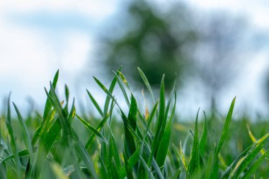Septorya ile buğday filizlenir. Bitki hastalıklarından dolayı ürün kaybı