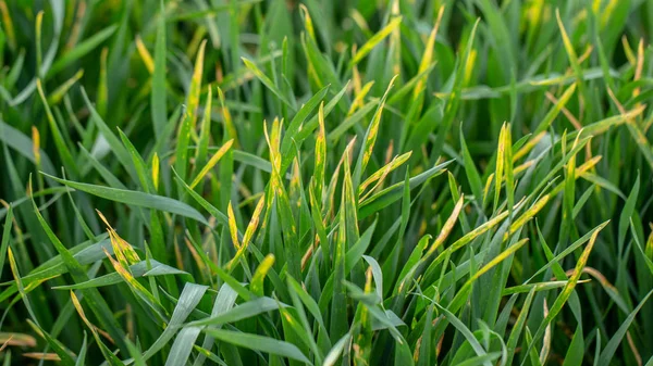 Wheat shoots with septoria. Crop loss due to plant diseases — 스톡 사진