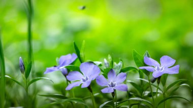 deniz salyangozu çiçekleri çayırda kapatın