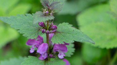 Kör ısırgan mor, yeşil defokus arka plan üzerinde, ormanda.