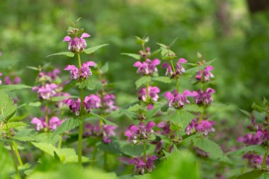 Kör ısırgan mor, yeşil defokus arka plan üzerinde, ormanda.