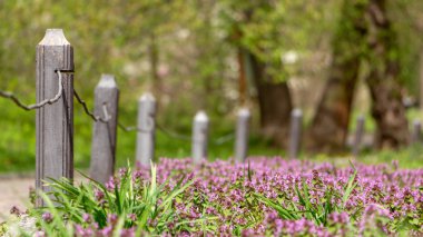 Kör ısırgan mor, yeşil defokus arka plan üzerinde, ormanda.