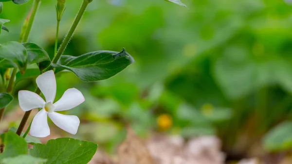 Vinca Rosa White Flowers Photography with shallow depth of field