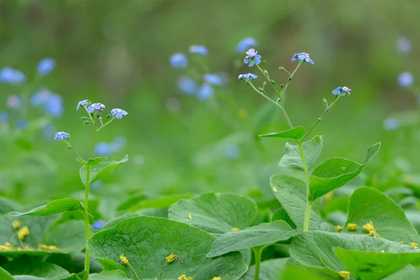 Los racimos brillantes de las flores azules joven se olvidan de mí-no En el fondo verde desenfocado — Foto de Stock