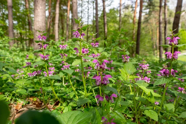 Kör ısırgan mor, yeşil defokus arka plan üzerinde, ormanda.