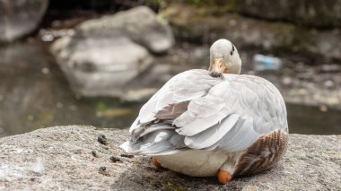 Bar başlı kaz Anser indicus Bir dağ şelalesi bir genç kişi