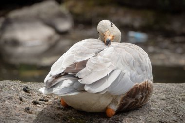 Bar başlı kaz Anser indicus Bir dağ şelalesi bir genç kişi