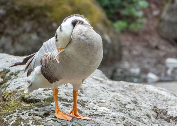 Husovlasá Husa Anser indicus mladá osoba u horského vodopádu — Stock fotografie