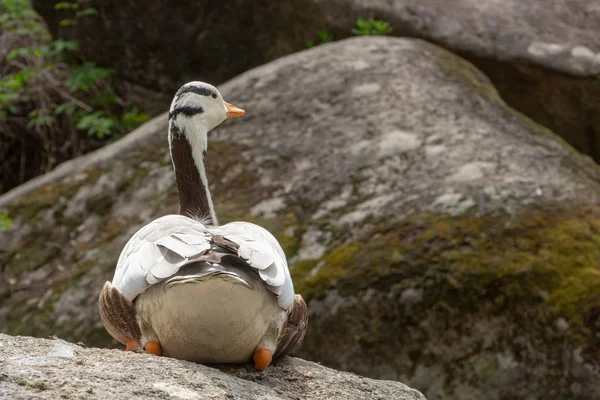 Oie à tête barrée Anser indicus Un jeune dans une cascade de montagne — Photo