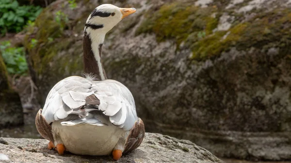 Oie à tête barrée Anser indicus Un jeune dans une cascade de montagne — Photo