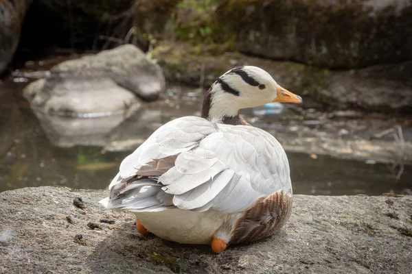 Oie à tête barrée Anser indicus Un jeune dans une cascade de montagne — Photo