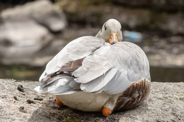 Husovlasá Husa Anser indicus mladá osoba u horského vodopádu — Stock fotografie