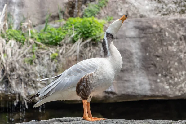 Oie à tête barrée Anser indicus Un jeune dans une cascade de montagne — Photo