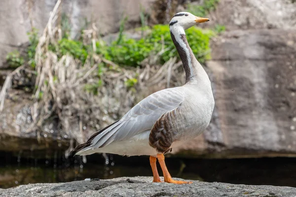 Oie à tête barrée Anser indicus Un jeune dans une cascade de montagne — Photo