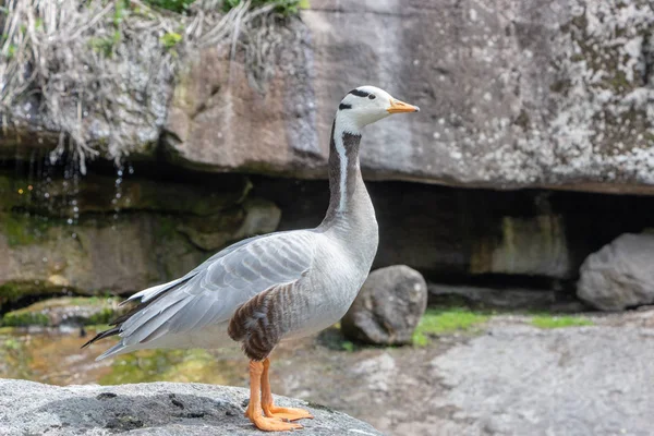 Oie à tête barrée Anser indicus Un jeune dans une cascade de montagne — Photo