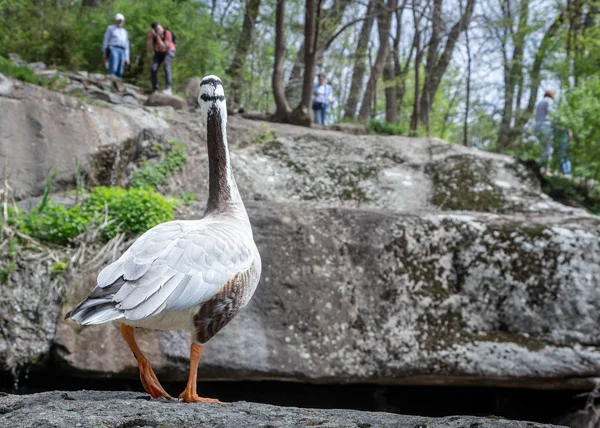 Oie à tête barrée Anser indicus Un jeune dans une cascade de montagne — Photo