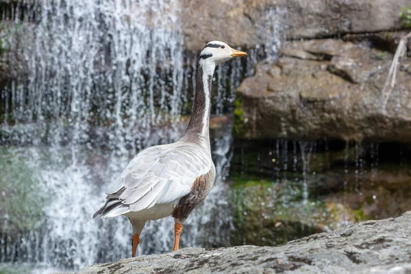 Ganso de cabeça de barra Anser indicus Um jovem em uma cachoeira de montanha — Fotografia de Stock