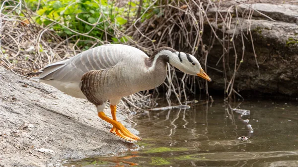 Oie à tête barrée Anser indicus Un jeune dans une cascade de montagne — Photo