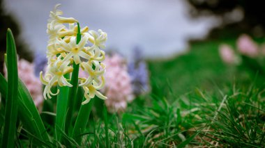 Bahar bahçesinde Pembe Sümbül Sümbül Sümbül oryantas