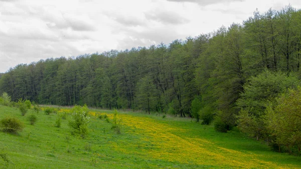 La prairie est couverte d'un pissenlit qui fleurit, et l'herbe verte — Photo