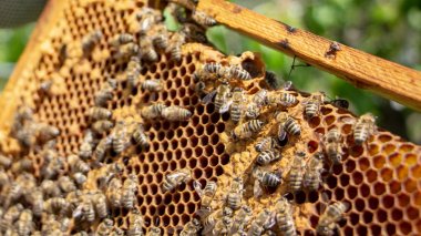 bir kovan bal hücreleri üzerinde çalışan arılar